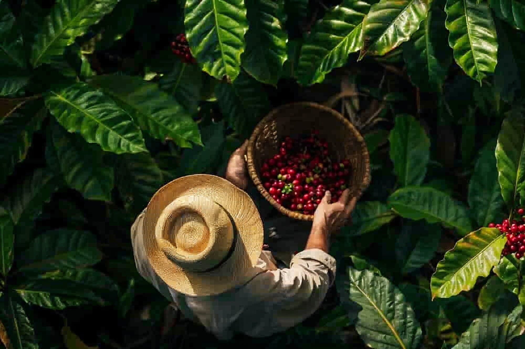 Tabib Coffee Hero